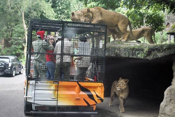 Wisata Memberi Makan Singa Afrika