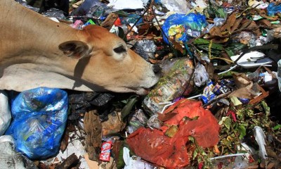 Sapi Dibiarkan Makan Sampah di Aceh Barat