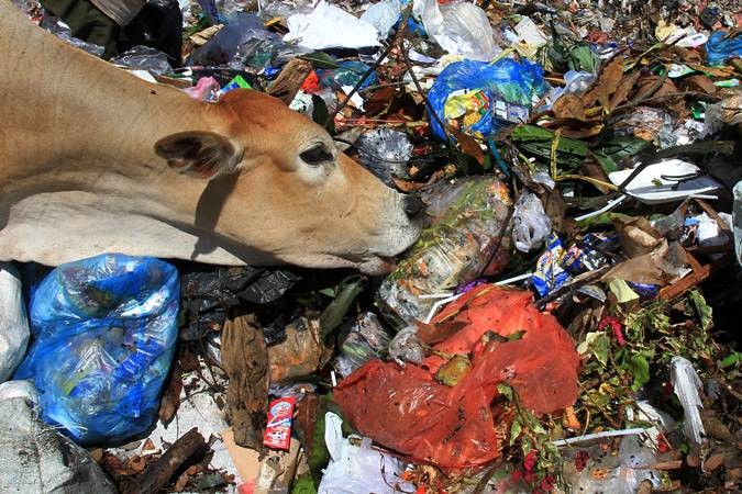Sapi Dibiarkan Makan Sampah di Aceh Barat