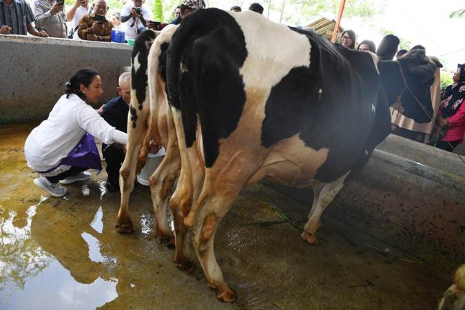 Kunjungi Lumajang, Rini Soemarno Mandikan Sapi