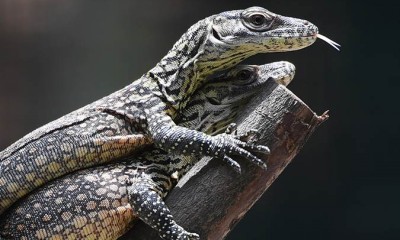 Banyak Anak Komodo Lahir di Kebun Binatang Surabaya