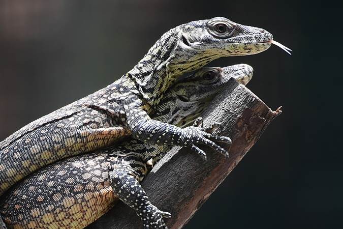 Banyak Anak Komodo Lahir di Kebun Binatang Surabaya