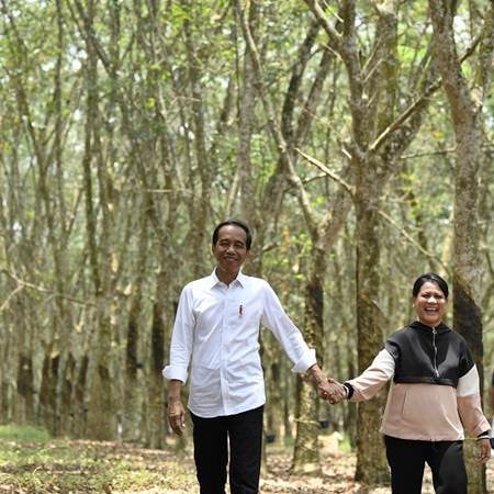 Presiden Jokowi Menyadap Pohon Karet