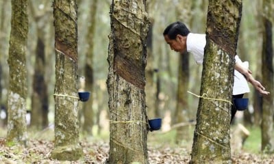 Presiden Jokowi Menyadap Pohon Karet