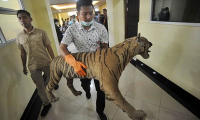 Perdagangan Bagian Tubuh Harimau Sumatra