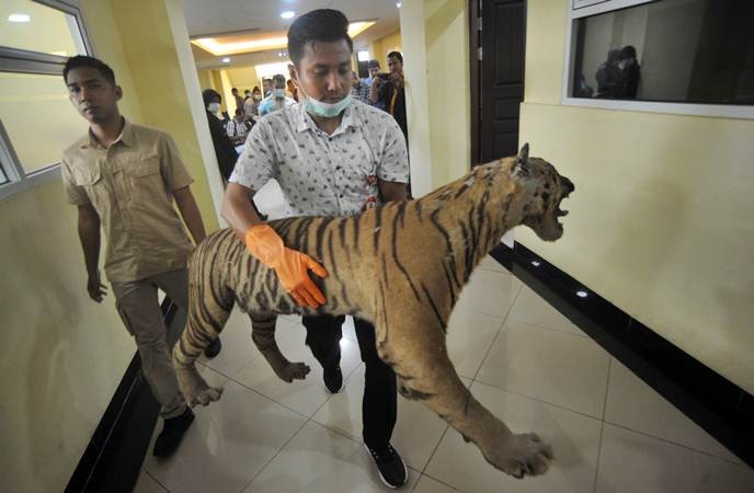 Perdagangan Bagian Tubuh Harimau Sumatra