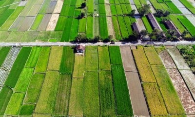 Luas Lahan Persawahan Turun