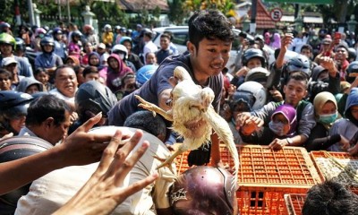 Harga Anjlok, Peternak Yogyakarta Bagikan Gratis 5.000 Ekor Ayam