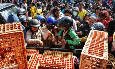 Harga Anjlok, Peternak Yogyakarta Bagikan Gratis 5.000 Ekor Ayam