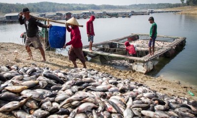 Ratusan Ton Ikan Mati di Waduk Kedung Ombo