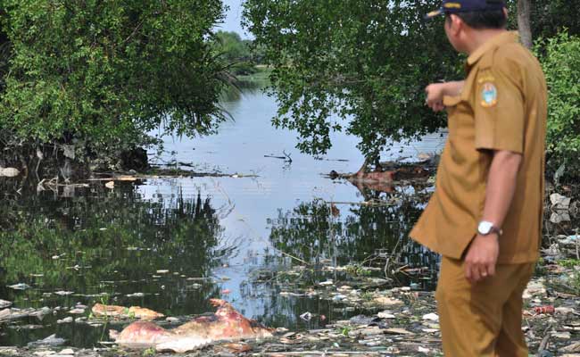 Wabah Virus Hog Kolera dan Demam Babi Afrika  