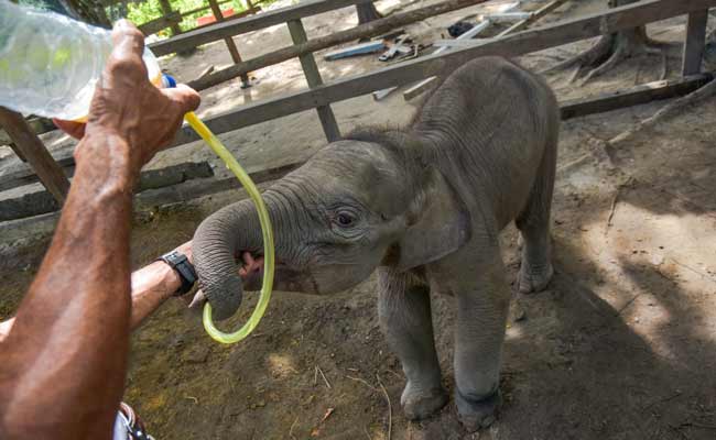 BAYI GAJAH SUMATERA KEHILANGAN INDUKNYA 