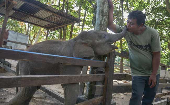 BAYI GAJAH SUMATERA KEHILANGAN INDUKNYA 