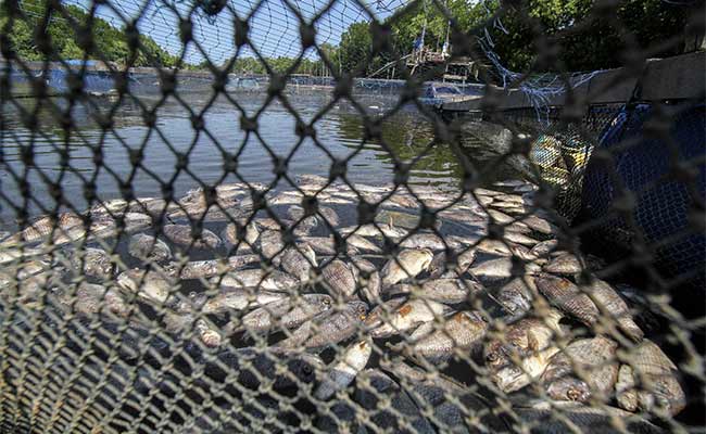 IKAN PETANI KERAMBA MATI MENDADAK 