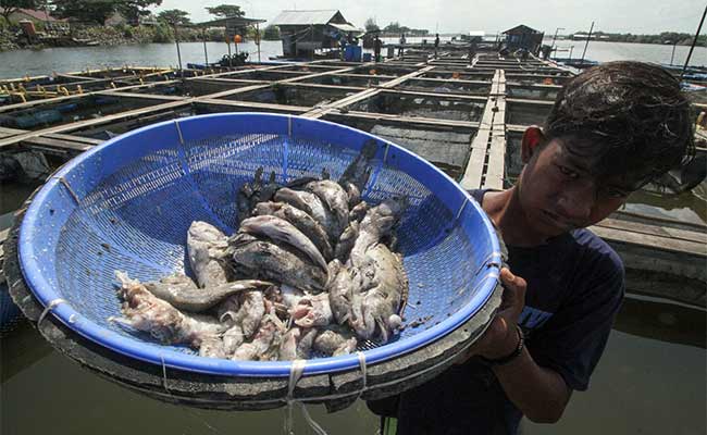 IKAN PETANI KERAMBA MATI MENDADAK 