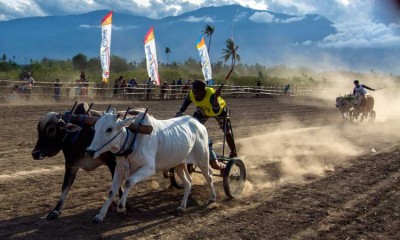 LOMBA SAPI GEROBAK TRADISIONAL