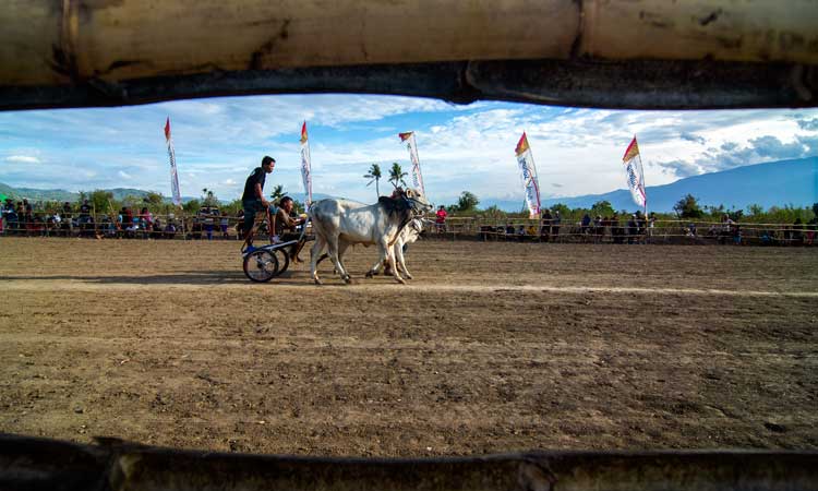 LOMBA SAPI GEROBAK TRADISIONAL