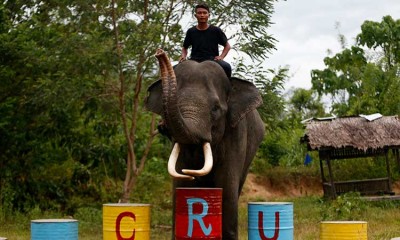 MELATIH GAJAH JINAK