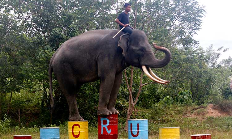 MELATIH GAJAH JINAK