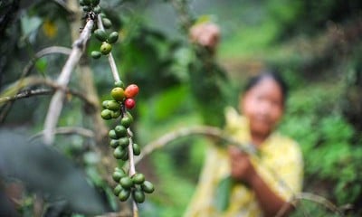 KOPI GUNUNG PUNTANG