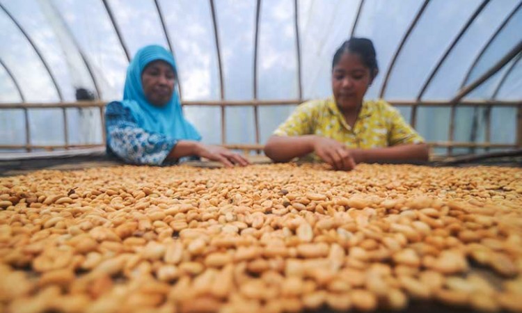 KOPI GUNUNG PUNTANG