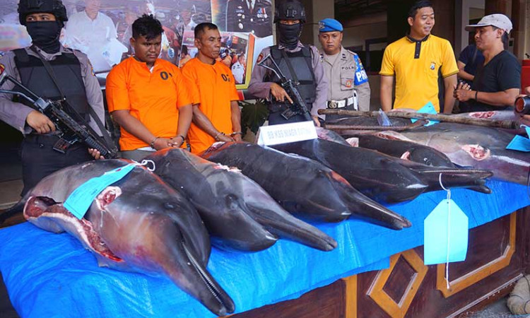 UNGKAP PERDAGANGAN LUMBA-LUMBA
