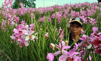 PETANI ANGGREK TERDAMPAK COVID-19