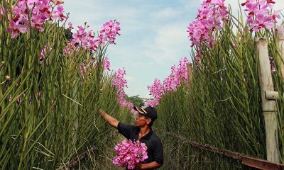 PETANI ANGGREK TERDAMPAK COVID-19