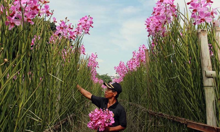 PETANI ANGGREK TERDAMPAK COVID-19