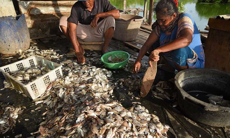 PEMASARAN IKAN ASIN SULIT