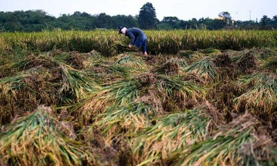 PRODUKSI PADI NASIONAL DIPREDIKSI TURUN