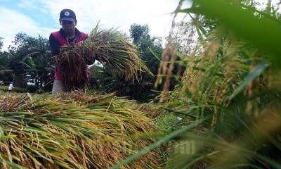 PRODUKSI PADI NASIONAL DIPREDIKSI TURUN