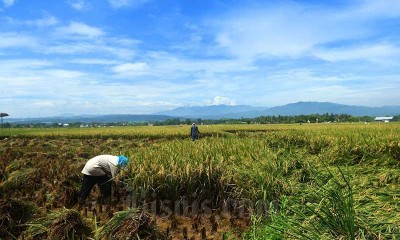 PRODUKSI PADI NASIONAL DIPREDIKSI TURUN