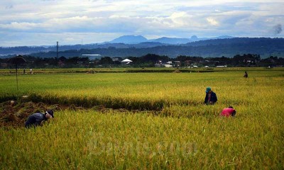 PRODUKSI PADI NASIONAL DIPREDIKSI TURUN