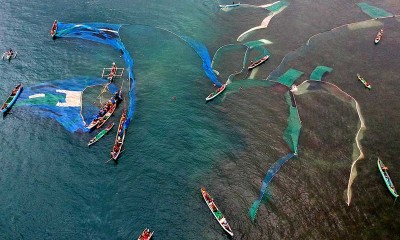 MUSIM IKAN NIKE DI GORONTALO