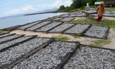 PRODUKSI IKAN ASIN MENINGKAT