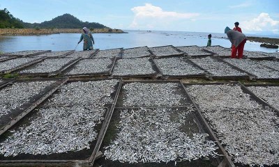 PRODUKSI IKAN ASIN MENINGKAT