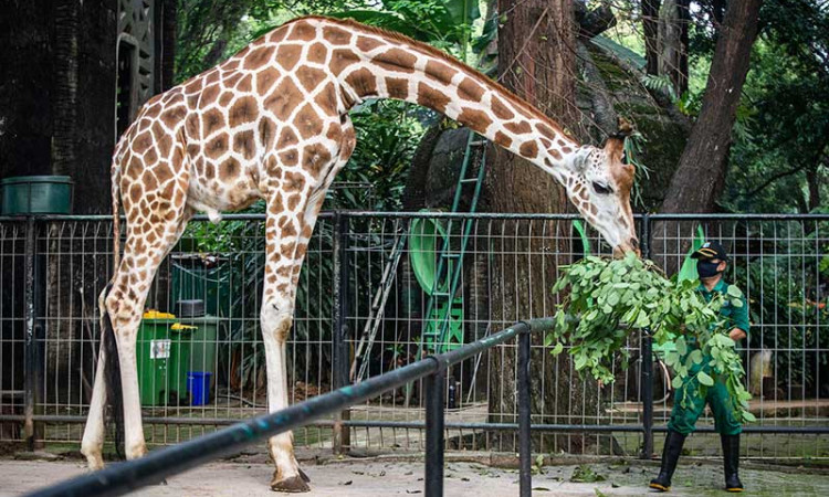 PERAWATAN SATWA DI RAGUNAN