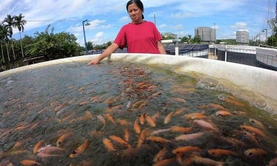 BUDI DAYA IKAN MENGGUNAKAN SISTEM BIOFLOK