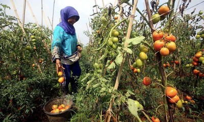 STIMULUS UNTUK PETANI