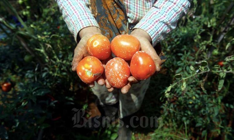 STIMULUS UNTUK PETANI