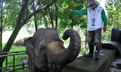 SATWA KEBUN BINATANG TERANCAM KELAPARAN