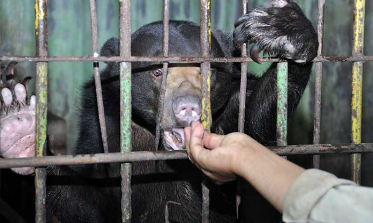 SATWA KEBUN BINATANG TERANCAM KELAPARAN