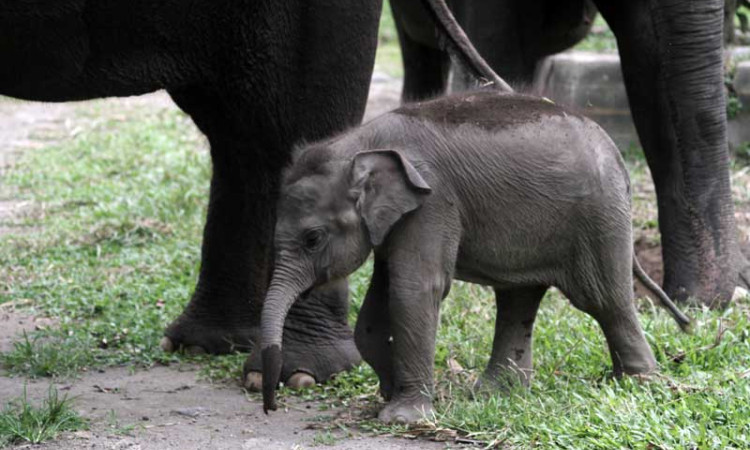 KELAHIRAN ANAK GAJAH