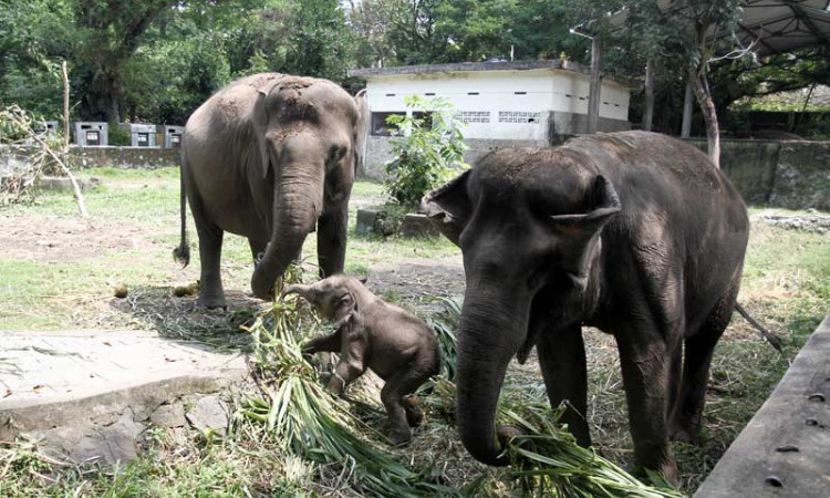 KELAHIRAN ANAK GAJAH