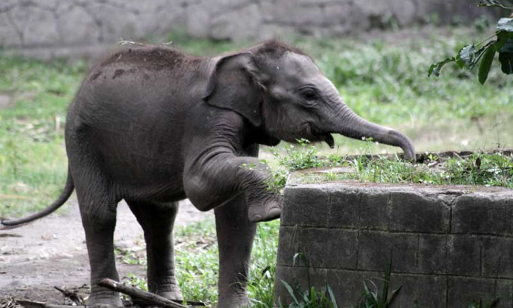 KELAHIRAN ANAK GAJAH