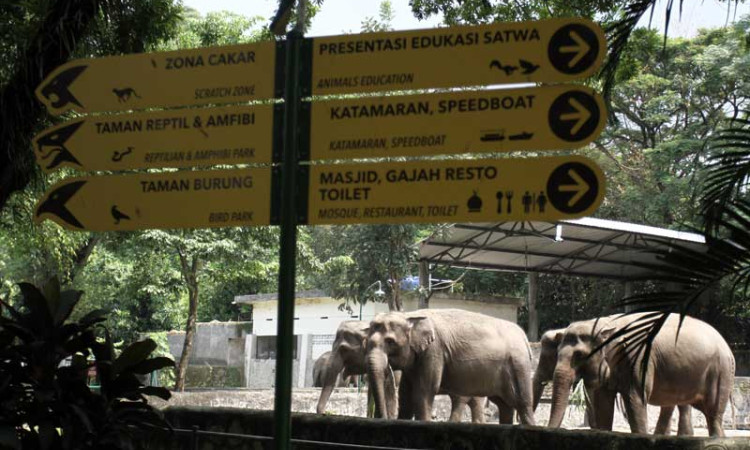 PAKAN SATWA DIKURANGI
