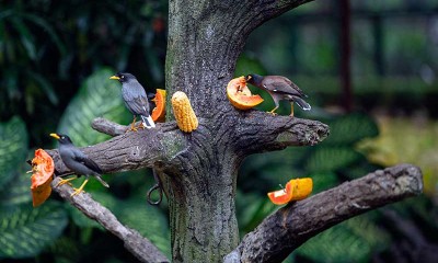 TAMAN BURUNG TMII BUTUH DONASI