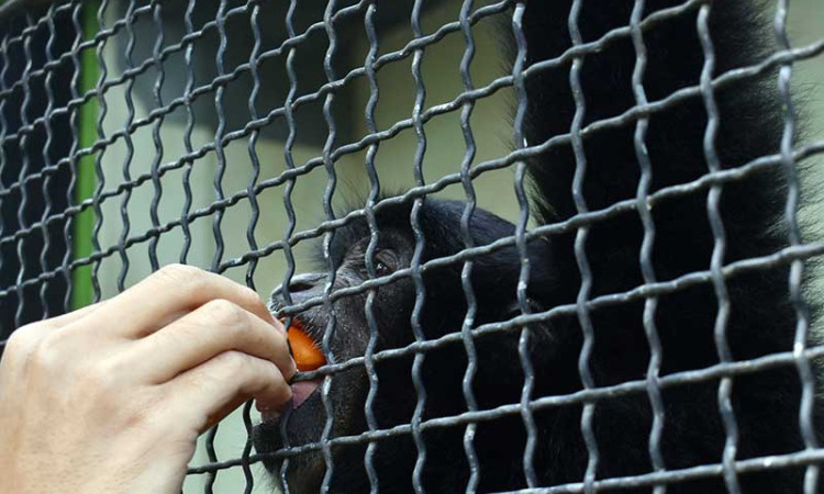 KEBUN BINATANG KESULITAN BIAYA OPERASIONAL