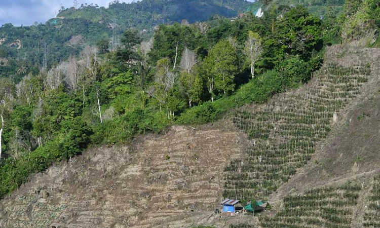 ALIH FUNGSI HUTAN UNTUK KEBUN